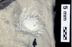 Foto (Detailansicht) von Cracensigillatus gracilirostrus (Robins et al., 2013) (NHMW-GEO-1990-0041-0528)